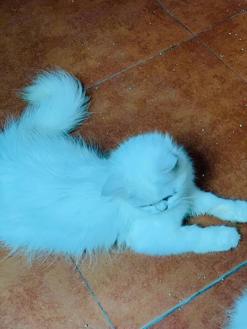 Persian cat 4