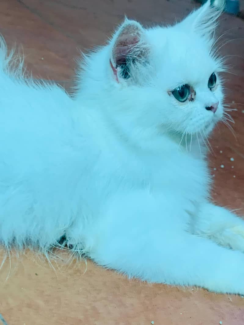 Persian cat 6