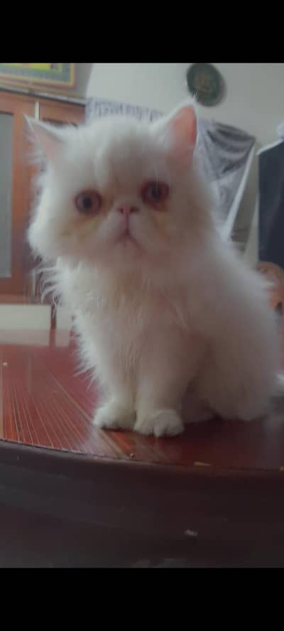 PERSIAN PIKI FACE FEMALE KITTEN PEEKE CAT