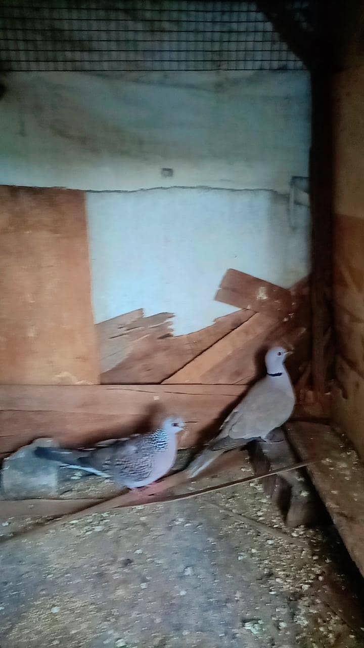 Dove pair 0