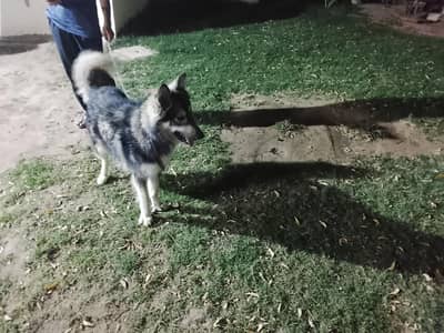 Beautiful Siberian Husky Available 