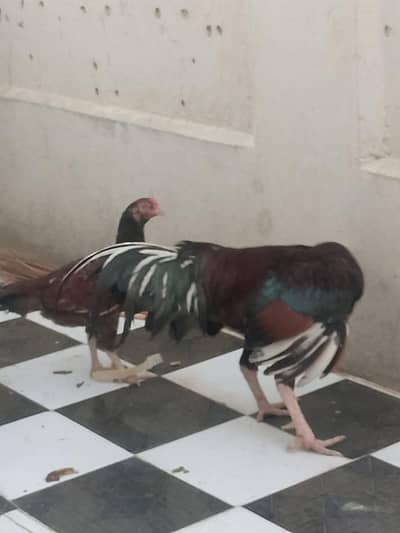 mianwali aseel lakha