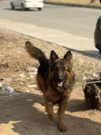 German Shepherd Male