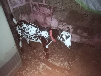 pure barbri breder chora