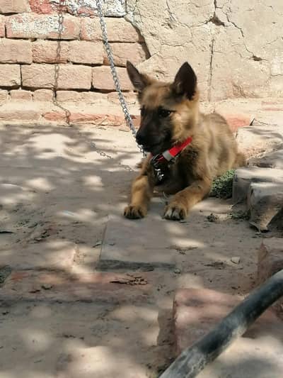 Belgium shepherd male puppy