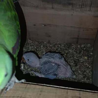 Raw Quality Male Babe