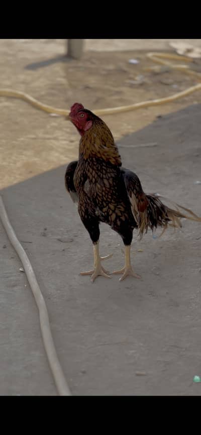 Amroha mianwali cross