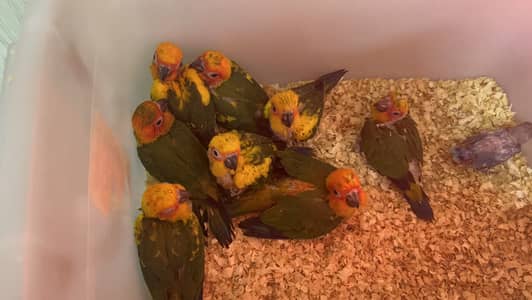 Sun conure and cages