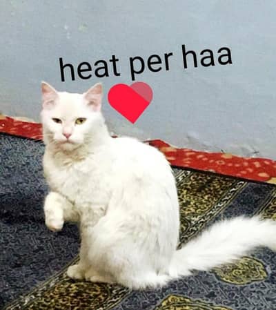 heat per haa white doll face beautiful female whatsap cell 03239854645