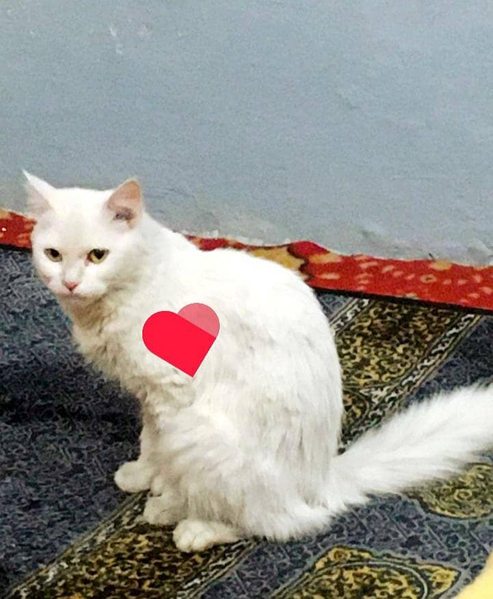 heat per haa white doll face beautiful female whatsap cell 03239854645 3