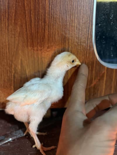 Aseel chicks For sale. Age 12 days