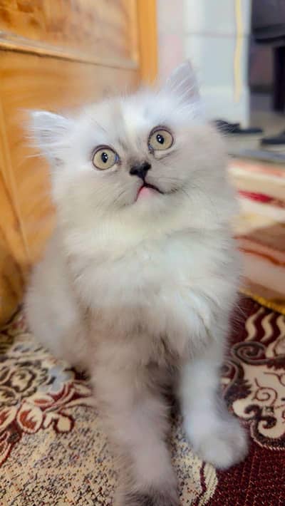 gray and white kittens for sale tripple coated persion litter trained