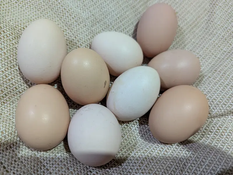 Golden buff and White buff Chicks and Eggs | 03098286027 — photo 7