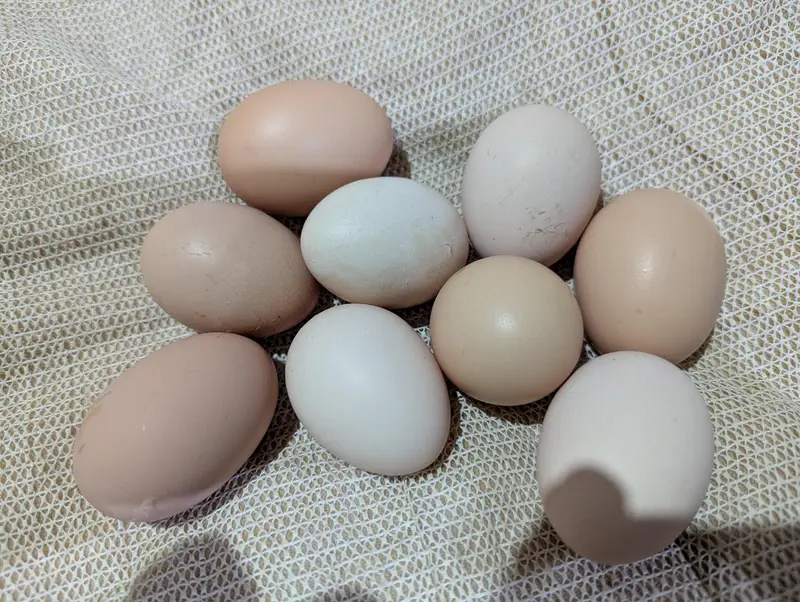 Golden buff and White buff Chicks and Eggs | 03098286027 — photo 9