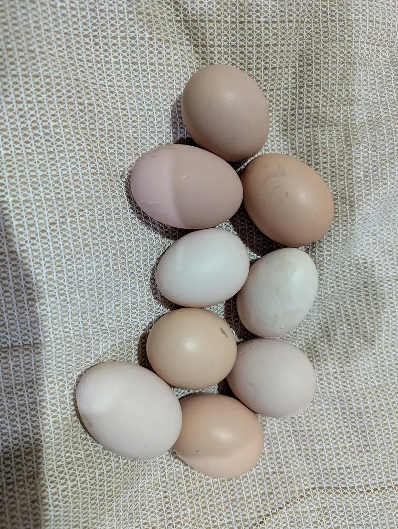 Golden buff and White buff Chicks and Eggs | 03098286027 — photo 8