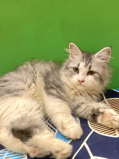 Persian female kitten