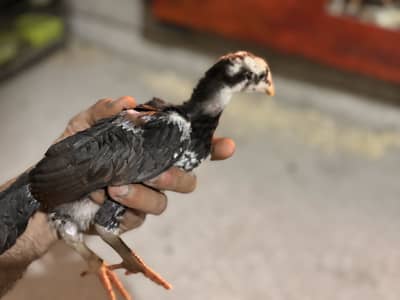 Pure aseel chick