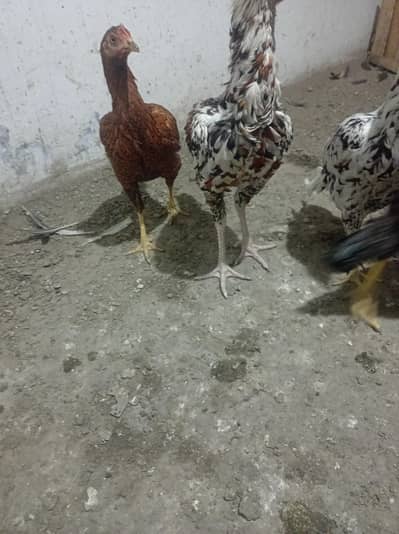 aseel hens/murga/murgay.