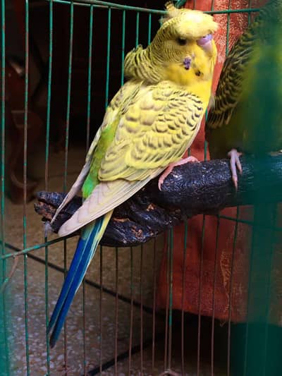 tcb backfrill male for sale