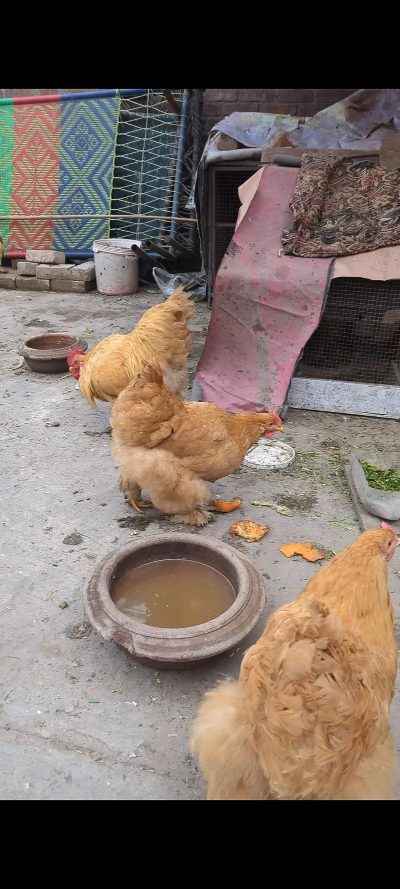 Golden buff and White buff Chicks and Eggs | 03098286027 — photo 10