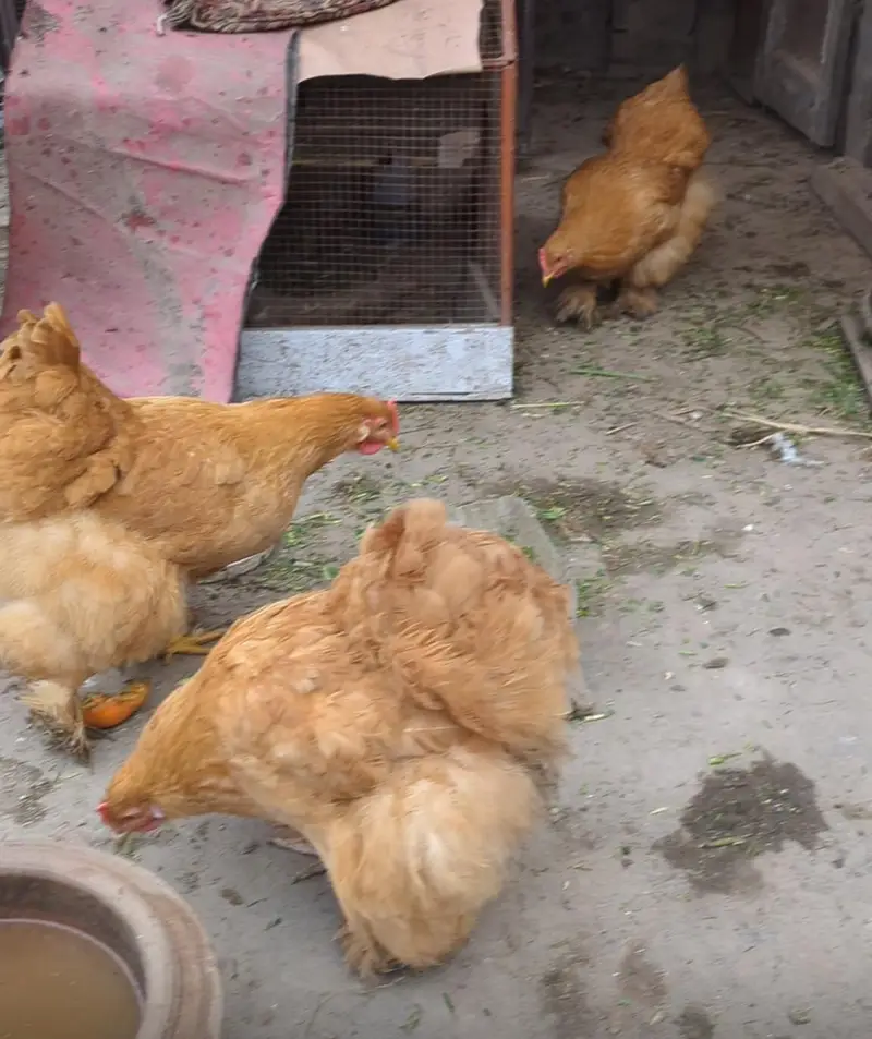 Golden buff and White buff Chicks and Eggs | 03098286027 — photo 11