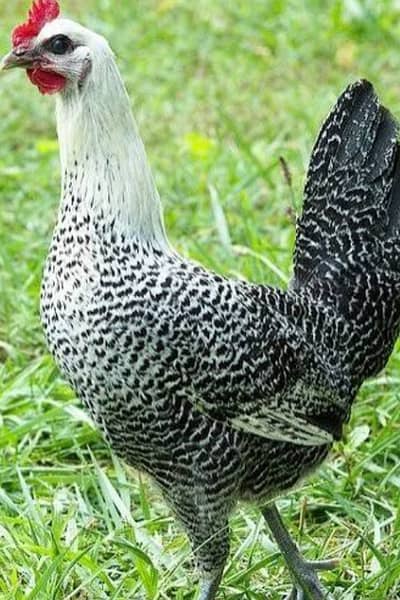 Egyption fayumi chicks available