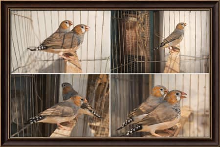 finch sale ready to breed