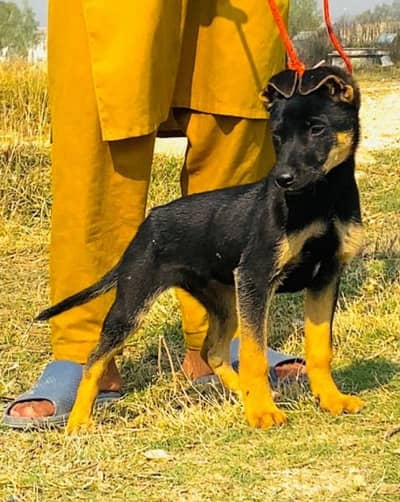 Alsatian bigyari mail 3 month for sale active  fully security dog