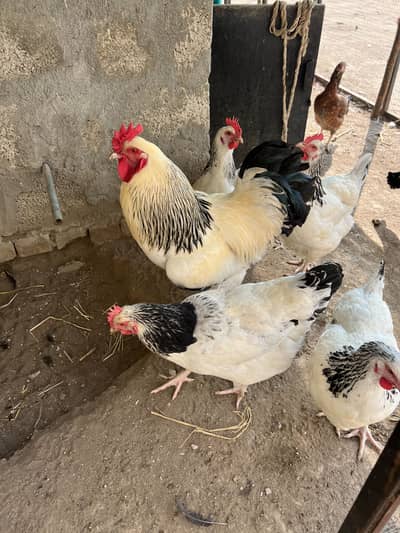 Light Susex heritage Eggs for sale