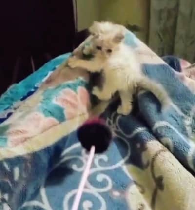 Persian kitten triple coated