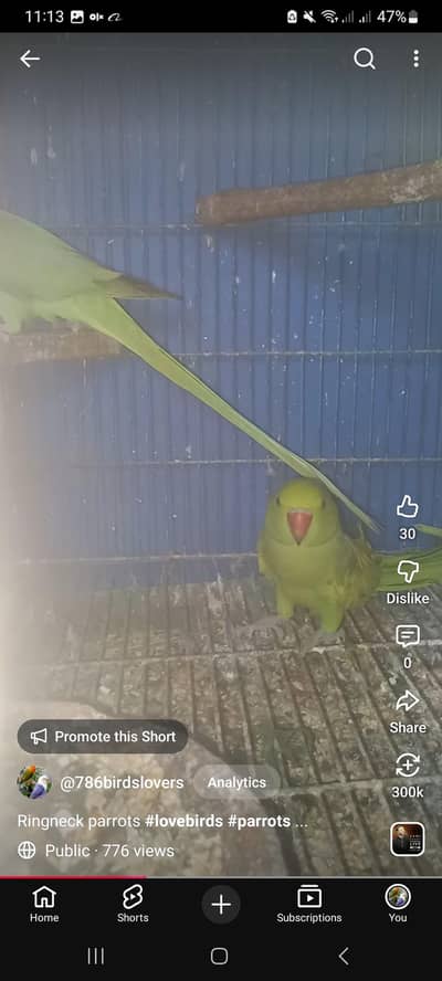 yellow shaded breader pair