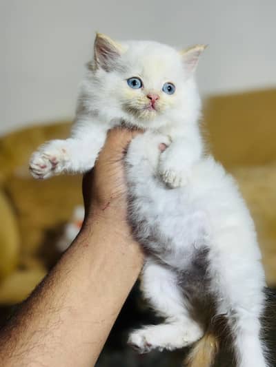 persian cats and kittens for sale wtsapp (0307/710/92/69)