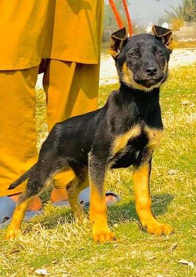 Alsatian bigyari mail 3 month for sale full security dog available