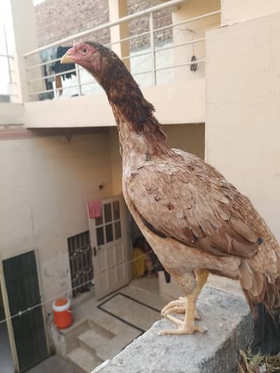 Amroha Cross aseel murgi