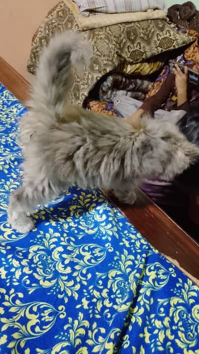 Persian kittens triple cot