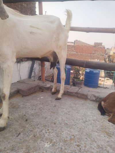 Rajun poree female fresh  aath dant