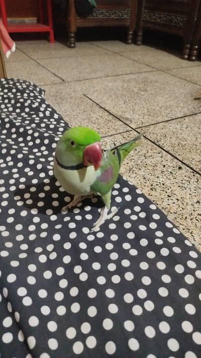 Fully hand tame talking Breader Mail