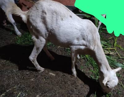 bakri for purchase (read add)