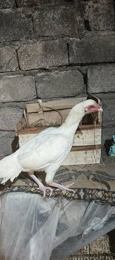 aseel madi pure aseel blood line paper white