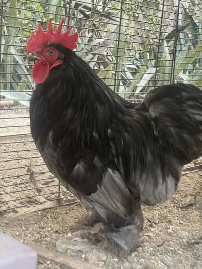 Home breed Bantam