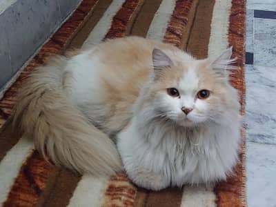 Persian cat