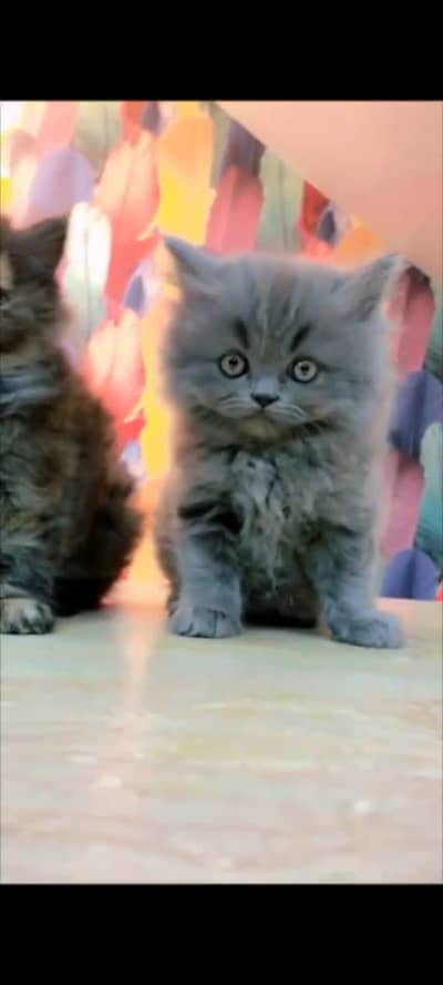 Persian cat for sale male or female03354718239 my WhatsApp number