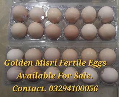 Golden Misri Fertile Eggs For Sale.