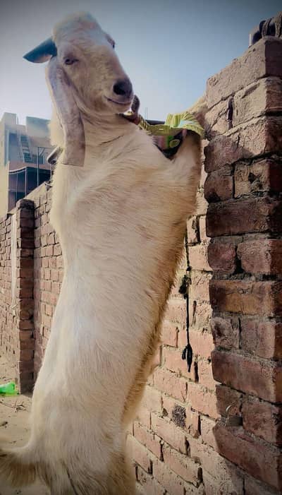 4 bakray qurbani 2026 for sale (0306 7249384)