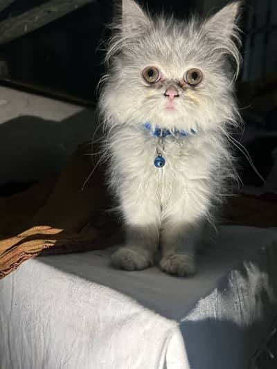 Pure White funny/ playful Persian Cat