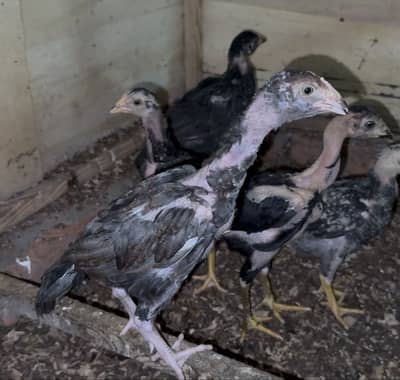 Aseel Chicks Available | Mianwali Aseel | Thai | Shamo | White