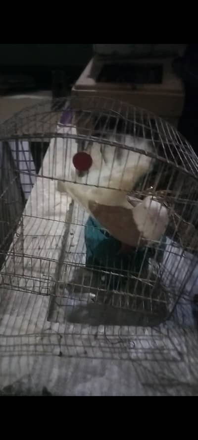 brown shoulder female for sale in Rawalpindi