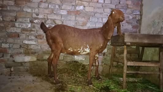 bakri for sale