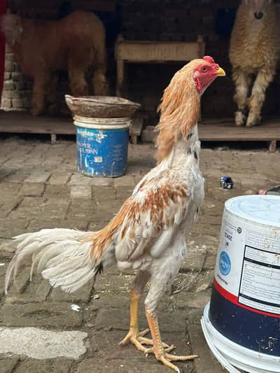 Panis hens for sale urgent