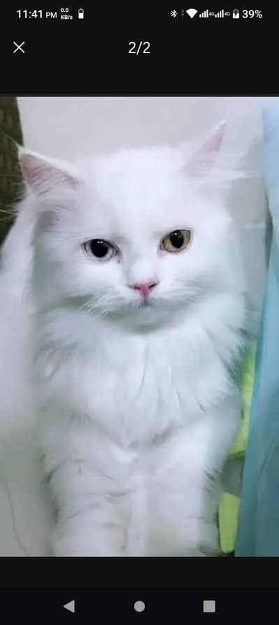 Persian triple coated odd eyes male stud service available Lahore